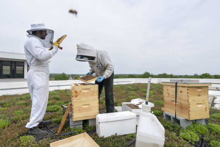 Spencer Mangiacotti, left, and, Anthony Zunino, beekeepers for Best Bees, inspect two hives on the roof of the Warren Rudman U.S. Court House, Monday, May 15, 2023, in Concord, N.H. (AP Photo/Robert F. Bukaty)