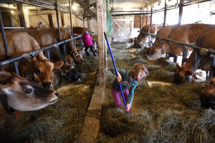 Charlotte King, 5, of Cape Cod, Mass., and her sister Caroline, 8, help with chores at their grandparents’ farm in Hartford, Vt., on Wednesday, April 17, 2024. The girls were visiting with their mother Hannah King, who grew up on Jericho Hill Farm. They had come to see the Jersey dairy cows for the last time before the herd was sold and shipped off the next week. Jericho Hill was started in 1907 by their great-great-great grandfather.  (Valley News - Jennifer Hauck) Copyright Valley News. May not be reprinted or used online without permission. Send requests to permission@vnews.com.