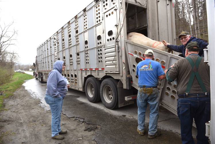Getting her own compartment, Dolly is the last cow to be loaded onto a trailer headed for Canton, N.Y., on Wednesday, April 24, 2024. Dolly was due to calve any day so was given more space on the trailer. Linda and Georger Miller, left, owners of Jericho Hill Farm have sold their dairy herd. Helping them is Gordon Huntington, of Newbury, Vt. Huntington was using his trailer to transport the cows from the farm to the tractor-trailer parked along Route 14 because it was too big for the barnyard. On the right is Gordy Cook, of Hadley, Mass., who facilitated the sale of the herd. (Valley News - Jennifer Hauck) Copyright Valley News. May not be reprinted or used online without permission. Send requests to permission@vnews.com.