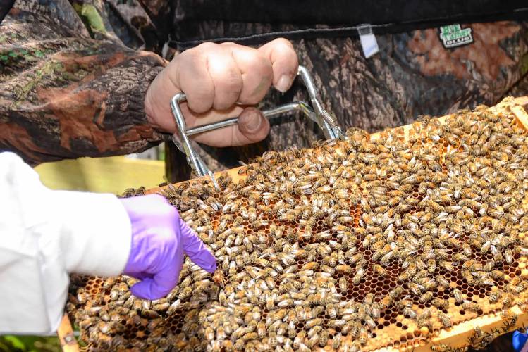 Vermont’s bee industry is struggling with significant losses, according to Jeff Battaglini, president of the Vermont Beekeepers Association. (Michael Pinewski photograph)