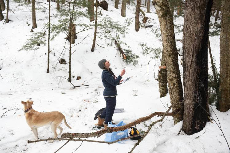 Dartmouth College researcher Emily Sigman notes the species of a maple before collecting a sap sample at a site in Vermont that was once littered with junk cars on Wednesday, Feb. 26, 2025. With a grant from the USDA Acer (the genus of maple) Access and Development program, she is studying how access to sugaring might be expanded by learning how soil contaminants affect sap, and how those contaminants can be filtered out of syrup. Before coming to Dartmouth, Sigman earned a masters degree in forestry, public policy and global affairs from Yale where she researched the cocoa supply chain. (Valley News - James M. Patterson)