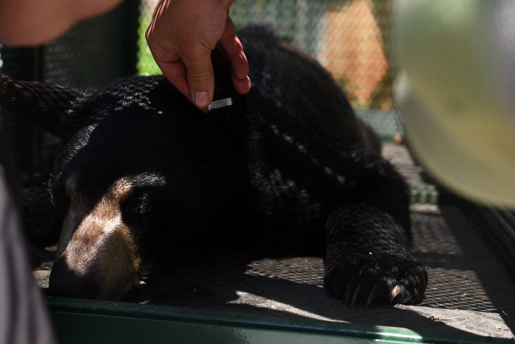 The number on an ear tag is checked at the Kilham Bear Center on Thursday, June 1, 2023 in Lyme N.H. The American black bear yearling was being released back into the wild. (Valley News - Jennifer Hauck) Copyright Valley News. May not be reprinted or used online without permission. Send requests to permission@vnews.com.