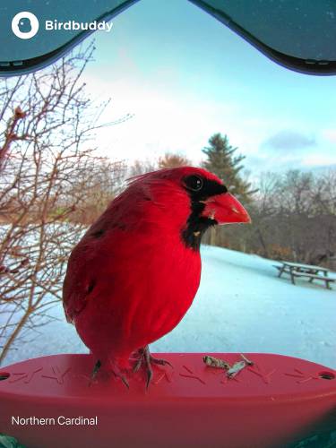 A male northern cardinal, photographed by the author's birdfeeder.