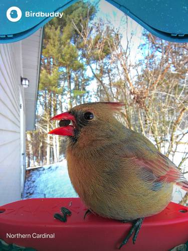 A female northern cardinal at the author's 