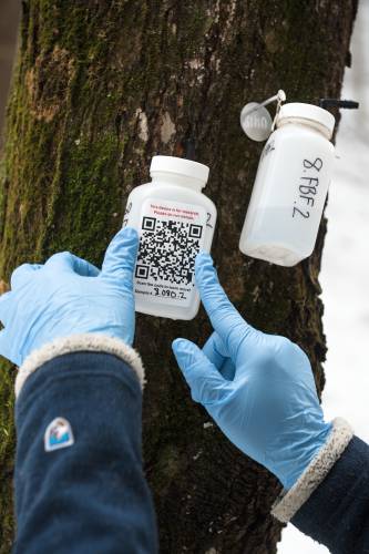 Researcher Emily Sigman places a QR code sticker that links to information about her “Safe Sugar” project onto a sap sampling bottle to inform members of the public who see the devices at one of her testing sites in February. Sigman is sampling from sites in Vermont, New Hampshire, Connecticut and Massachusetts. To the right of the sap bottle is a field blank containing ultra pure water, which helps identify the possible introduction of contaminants from sources outside of the sap. (Valley News - James M. Patterson) Copyright Valley News. May not be reprinted or used online without permission. Send requests to permission@vnews.com.
