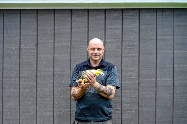 Jason Struthers of Essex Junction, Vt., holds a young duck in his backyard. Struthers’ ducks and his cannabis growing operation have been the subject of controversy in his neighborhood. (Community News Service - Charlotte Oliver)