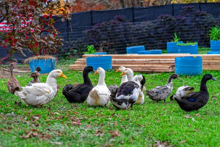 Some of Jason Struthers’ ducks mingle in his Essex Junction, Vt., backyard in Oct. 2023. (Community News Service file - Charlotte Oliver)