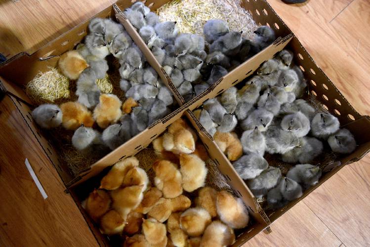 West Lebanon Supply & Feed expected to have 2,300 chicks delivered on Thursday, April 3, 2025, in West Lebanon, N.H.
 (Valley News-Jennifer Hauck) 