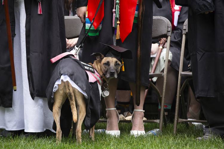 Kendra Da Silva stands with her service dog Bambi, who wore her own cap and gown, during the Dartmouth College commencement ceremony on the green in Hanover, N.H., on Sunday, June 9, 2024. (Valley News - Alex Driehaus) Copyright Valley News. May not be reprinted or used online without permission. Send requests to permission@vnews.com.