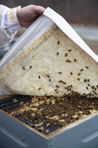 Brian Jasinski, of Windsor, Vt., checks on a surviving hive at one of his apiaries in Weathersfield, Vt., on Monday, March 31, 2025. 