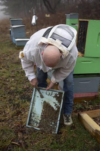 Brian Jasinski, of Windsor, Vt., scrapes dead bees out of a hive at one of his apiaries in Weathersfield, Vt., on Monday, March 31, 2025. 