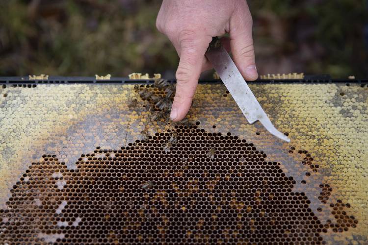 Brian Jasinski, of Windsor, Vt., looks through the frames of a dead hive at one of his apiaries in Weathersfield, Vt., on Monday, March 31, 2025. Jasinski has 13 apiaries, all within a 30-mile radius of Windsor. (Valley News - Alex Driehaus)