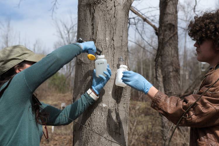 Researcher Emily Sigman, left, removes a sap collection bottle from a maple tree on Thursday, March 20, 2025, and hands it to Bennington College student Ethan Kelley, right, to re-cap for transportation to a lab where it will be tested for heavy metals and PFAS. (Valley News - James M. Patterson)