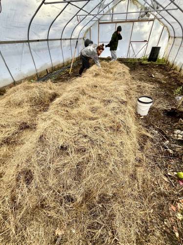 Pierre Hahn, Co-founder of Sweet Beet Farm in Bradford add hay to the compost piles

