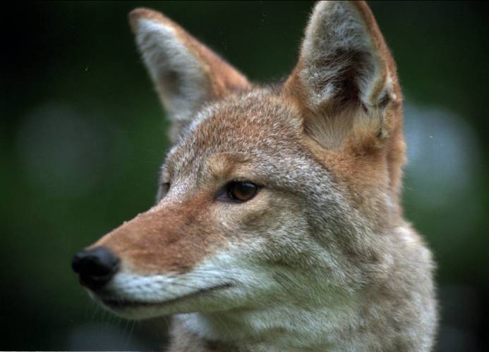 A captive coyote (Canis latrans) photographed at the Science Center in Holderness, N.H. looks into the distance, Friday, September 22, 1995.  Coyotes are considered wary and intelligent predators in the Northeast.